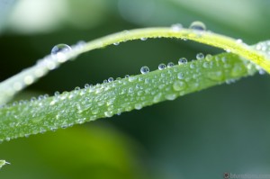 macro-obturation