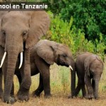 Divers : formation Nikon en Tanzanie