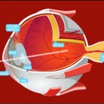 Technique : la sensibilité de l'oeil