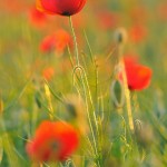 Technique : photographier le coquelicot