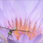 Technique : bien réussir ses photos de fleurs