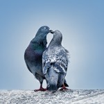 Divers : faisons vivre nos photos !