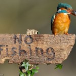 Image : les oiseaux ne savent pas lire !