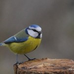 Astuce : photographier les oiseaux dans son jardin
