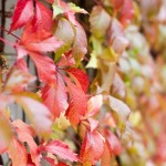 Astuces : 10 secrets pour photographier l’automne