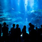 Astuce : photographie et aquarium