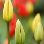 Astuces : améliorer vos photos de fleur