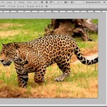Retouche : améliorer la netteté des images avec Photoshop