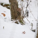 Astuce : 7 astuces pour la photographie animalière en hiver