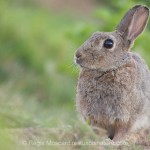 Technique : 10 questions essentielles en photo animalière