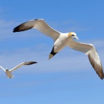Astuce : comment faire une photo nette avec un sujet en mouvement ?