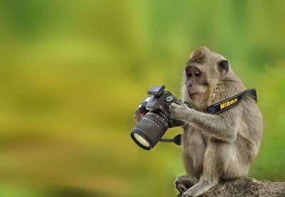 le chimping en photographie