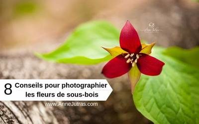 photographier les fleurs de sous-bois